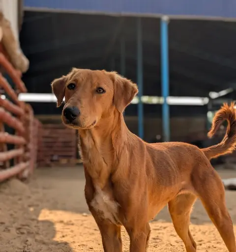 Alaska, a dog at the CDRS Benji Karachi shelter