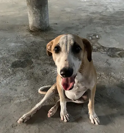 Alex, a dog at the CDRS Benji Karachi shelter