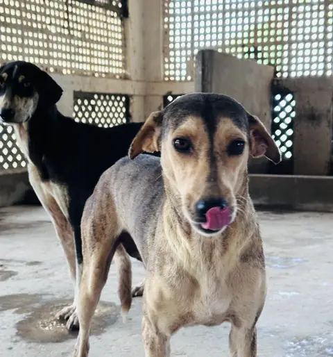 Aloo, a dog at the CDRS Benji Karachi shelter