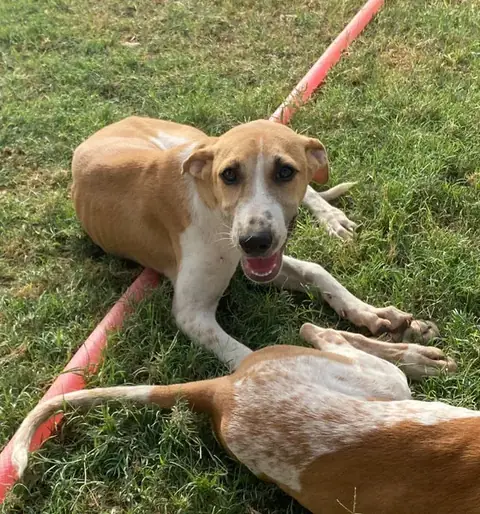 Anna, a dog at the CDRS Benji Karachi shelter