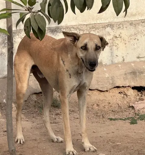 Archie, a dog at the CDRS Benji Karachi shelter