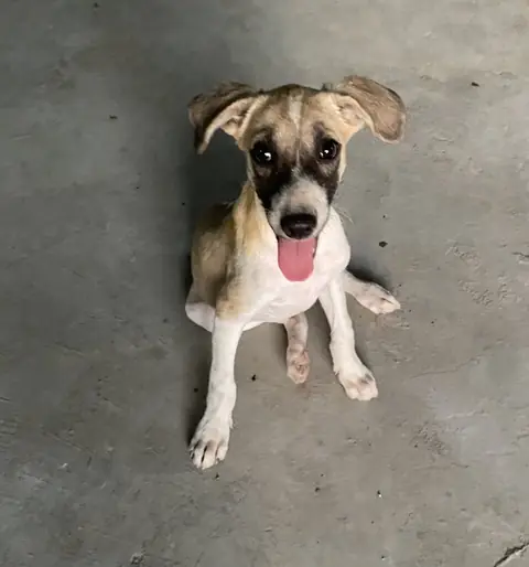 Bailey, a dog at the CDRS Benji Karachi shelter