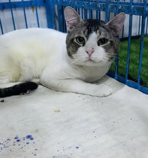 Ballu, a cat at the CDRS Benji Karachi shelter