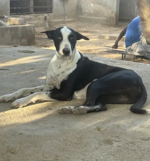 Bandit, a dog at the CDRS Benji Karachi shelter