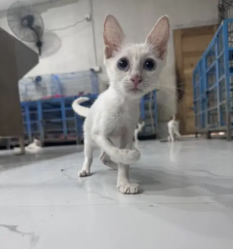 Barfi, a cat at the CDRS Benji Karachi shelter