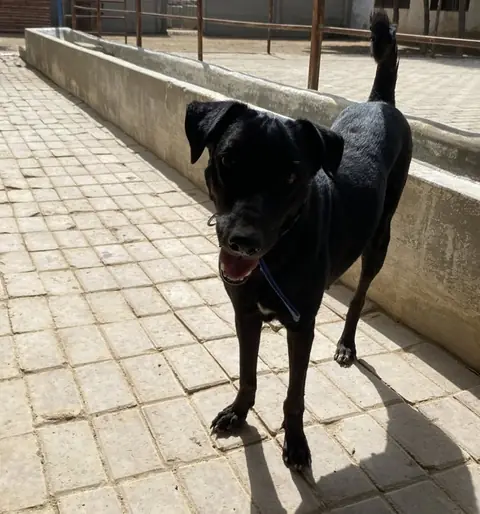 Beauty, a dog at the CDRS Benji Karachi shelter
