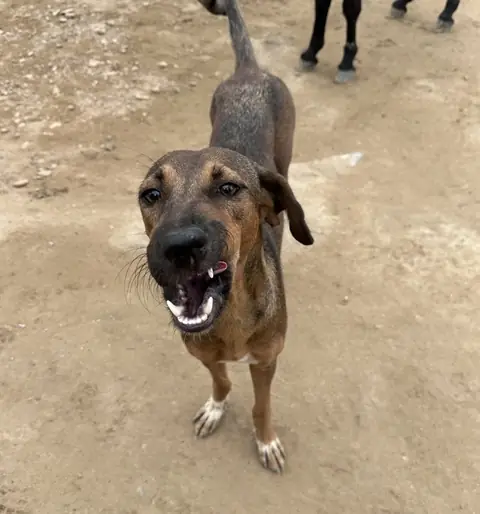 Belinda, a dog at the CDRS Benji Karachi shelter