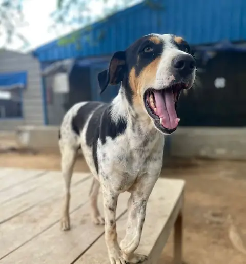Bella, a dog at the CDRS Benji Karachi shelter