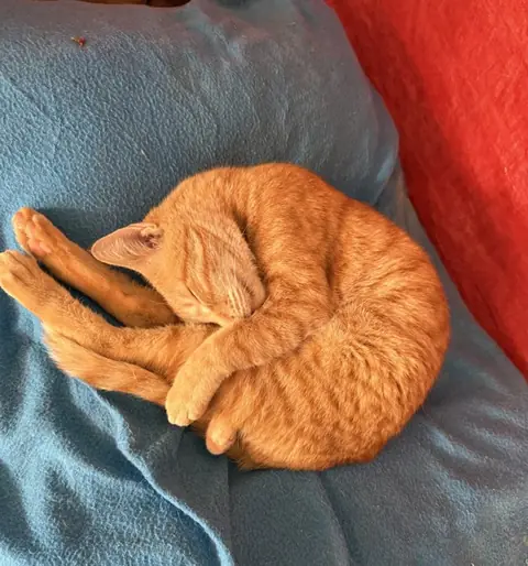 Biscuit, a cat at the CDRS Benji Karachi shelter
