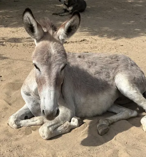 Blossom, a donkey at the CDRS Benji Karachi shelter