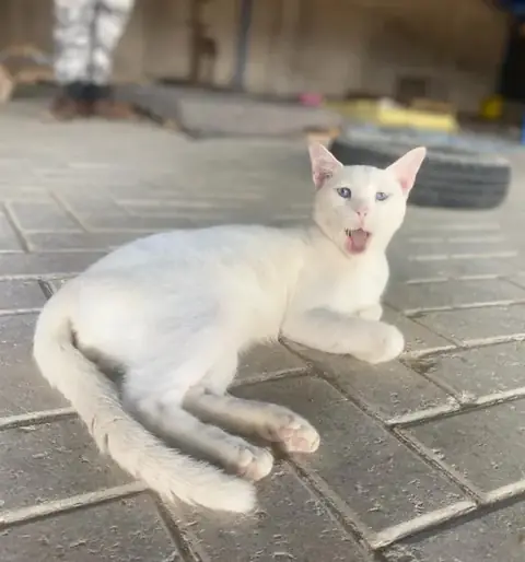 Blue, a cat at the CDRS Benji Karachi shelter