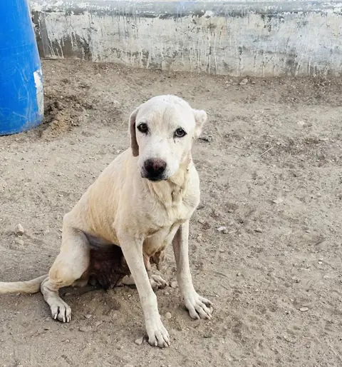Bree, a dog at the CDRS Benji Karachi shelter
