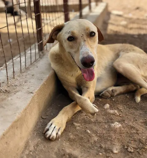 Bruce, a puppy at the CDRS Benji Karachi shelter