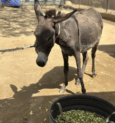 Bubbles, a donkey at the CDRS Benji Karachi shelter