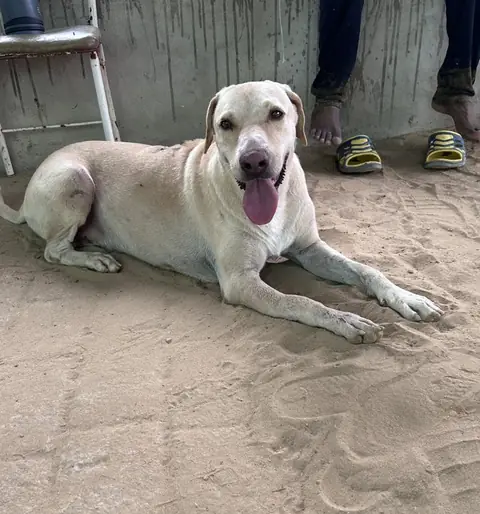 Bubloo, a dog at the CDRS Benji Karachi shelter