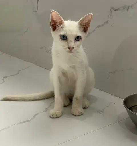 Bunny, a cat at the CDRS Benji Karachi shelter