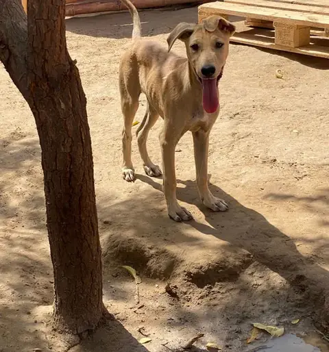 Buster, a dog at the CDRS Benji Karachi shelter