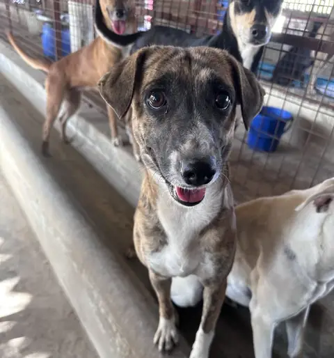 Butter, a dog at the CDRS Benji Karachi shelter