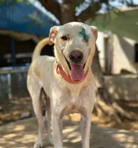 Captain, a dog at the CDRS Benji Karachi shelter