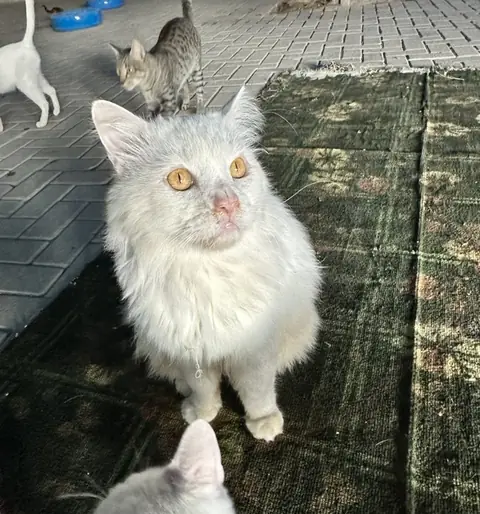 Casper, a cat at the CDRS Benji Karachi shelter