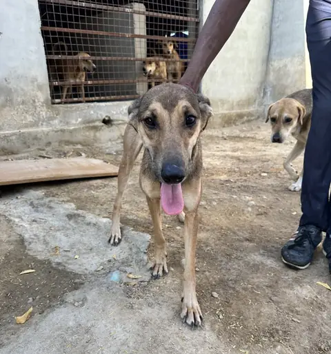 Champa, a dog at the CDRS Benji Karachi shelter