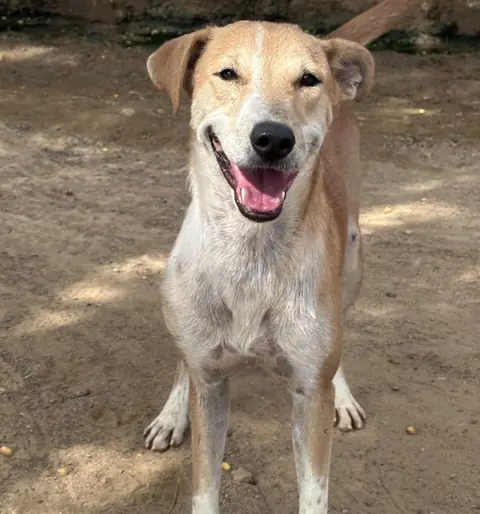 Cheeno, a dog at the CDRS Benji Karachi shelter