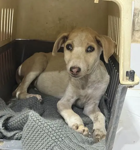 Cherry, a puppy at the CDRS Benji Karachi shelter