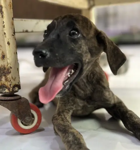 Chester, a dog at the CDRS Benji Karachi shelter