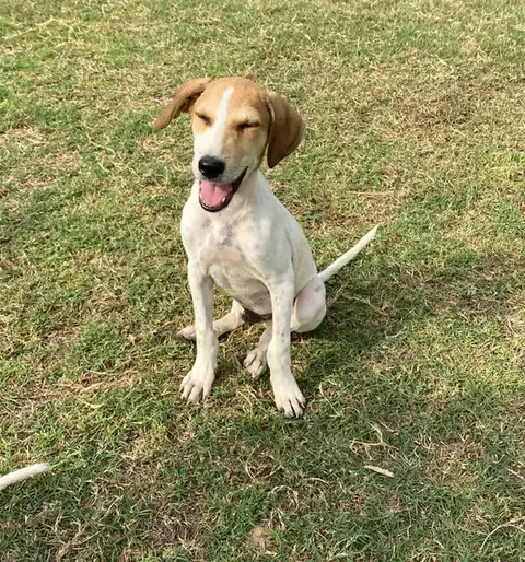 Chip, a dog at the CDRS Benji Karachi shelter
