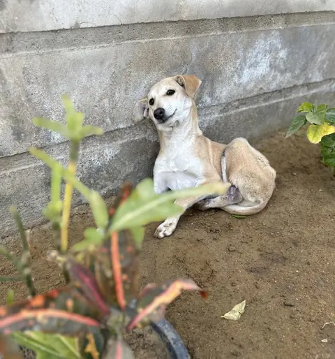 Chohti, a dog at the CDRS Benji Karachi shelter