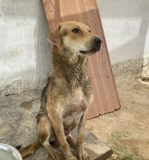 Chohtu, a dog at the CDRS Benji Karachi shelter