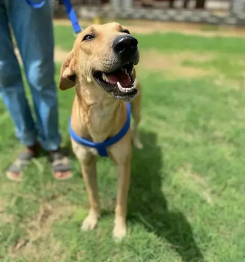 Chris, a dog at the CDRS Benji Karachi shelter