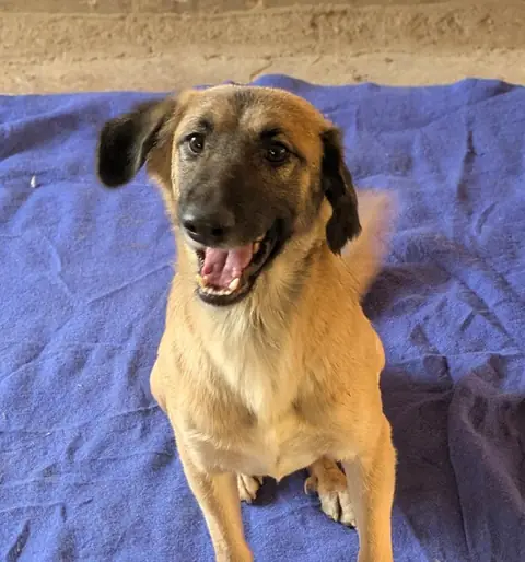 Chutku, a dog at the CDRS Benji Karachi shelter