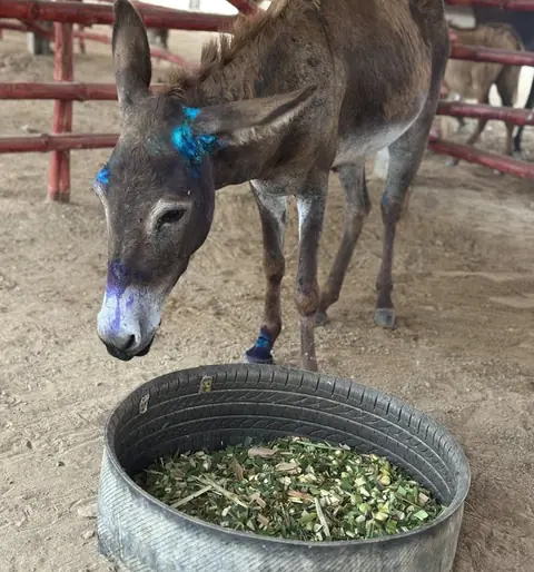 Cinderella, a donkey at the CDRS Benji Karachi shelter