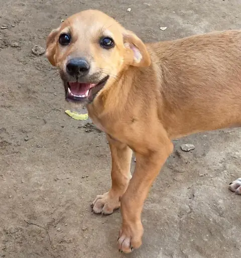 Cookie, a puppy at the CDRS Benji Karachi shelter