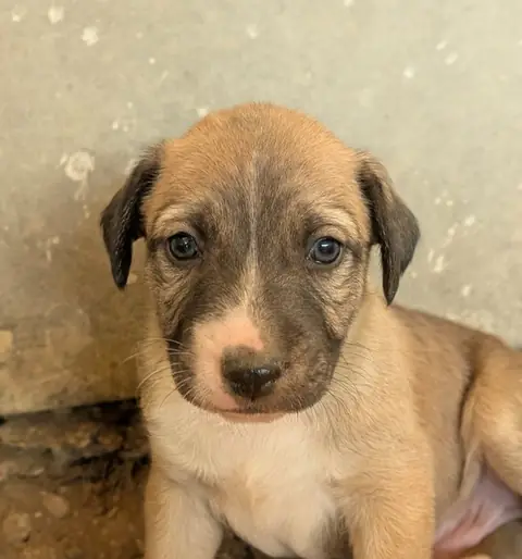 Dax, a dog at the CDRS Benji Karachi shelter