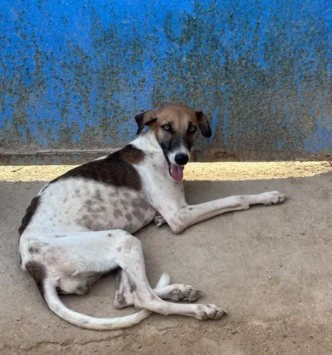 Dolly, a dog at the CDRS Benji Karachi shelter