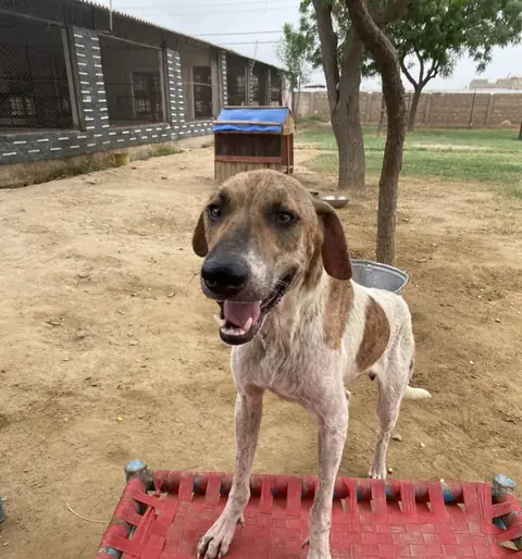 Donald, a dog at the CDRS Benji Karachi shelter