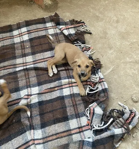 Dora, a dog at the CDRS Benji Karachi shelter