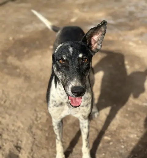 Dottie, a dog at the CDRS Benji Karachi shelter