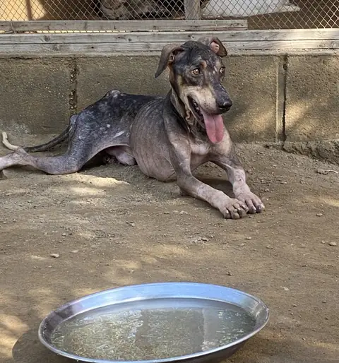 Duke, a dog at the CDRS Benji Karachi shelter