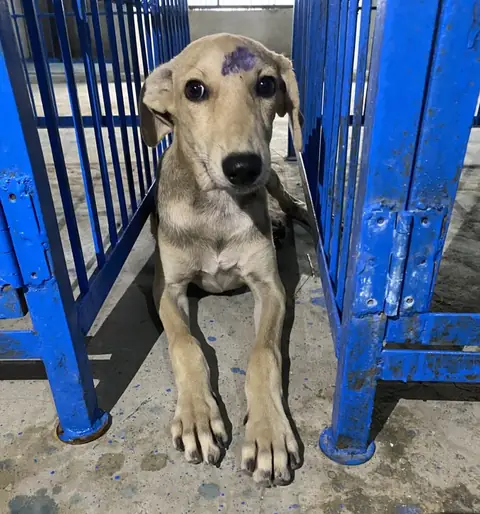 Eddie, a dog at the CDRS Benji Karachi shelter