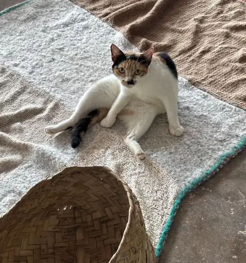 Ellie, a cat at the CDRS Benji Karachi shelter