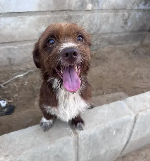 Elvis, a dog at the CDRS Benji Karachi shelter