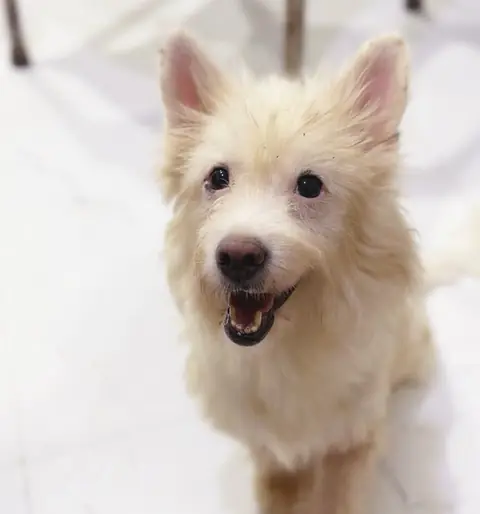 Emily, a dog at the CDRS Benji Karachi shelter
