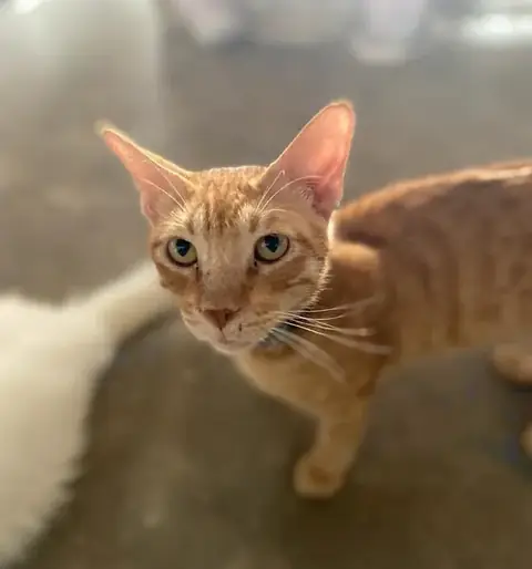 Fanta, a cat at the CDRS Benji Karachi shelter