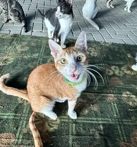 Gem, a cat at the CDRS Benji Karachi shelter