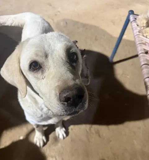 Gina, a dog at the CDRS Benji Karachi shelter