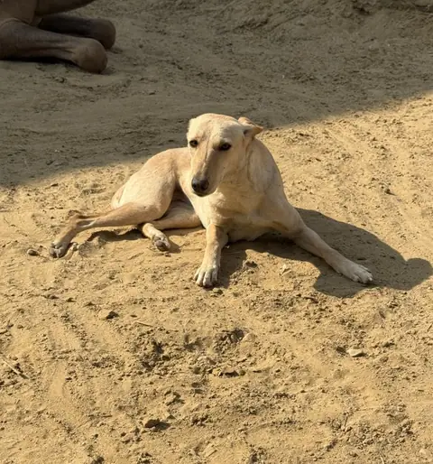 Goki, a dog at the CDRS Benji Karachi shelter