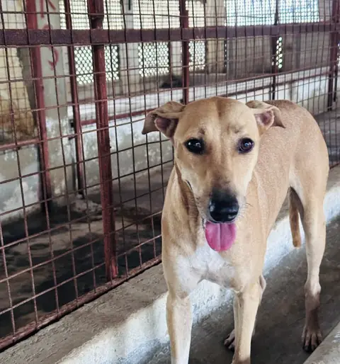 Goldie, a dog at the CDRS Benji Karachi shelter